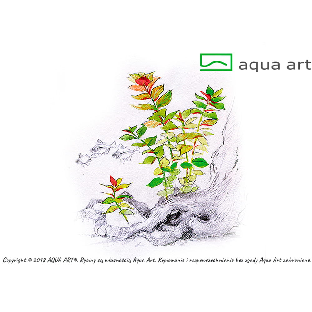 Ludwigia repens 'Mesakana' in vitro.jpg